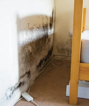 Large area of black mould covering the space on a wall behind where a bedframe head has been moved away from the wall.